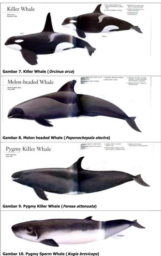 Gambar 7. Killer Whale ( Orcinus orca ) 