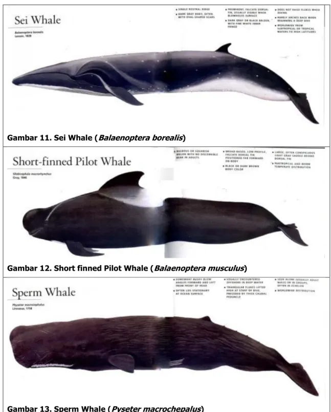 Gambar 11. Sei Whale ( Balaenoptera borealis ) 