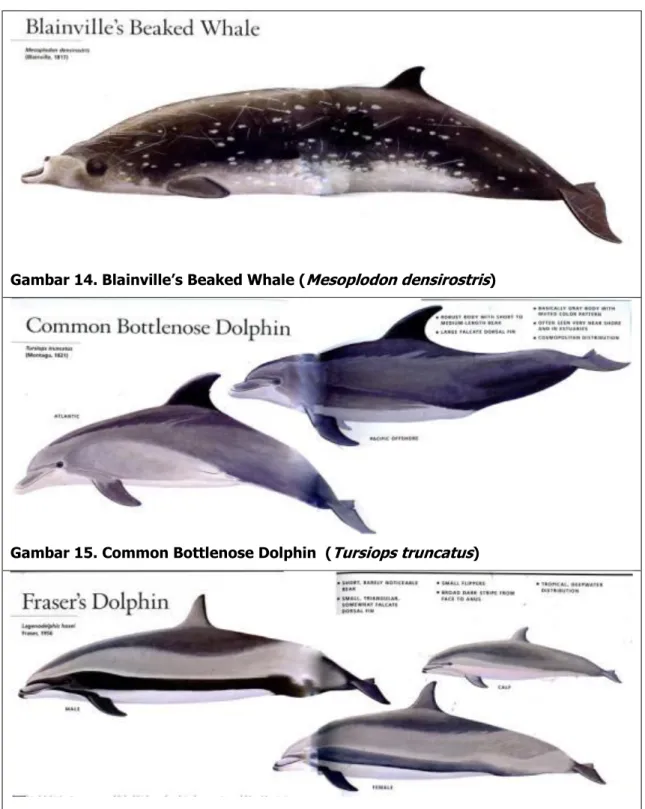 Gambar 14. Blainville’s Beaked Whale ( Mesoplodon densirostris ) 