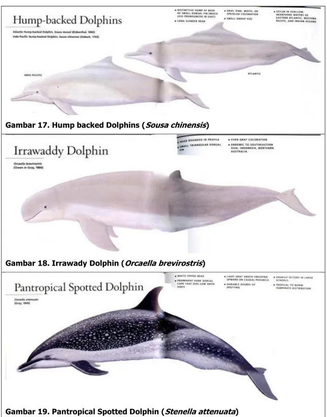 Gambar 17. Hump backed Dolphins ( Sousa chinensis ) 