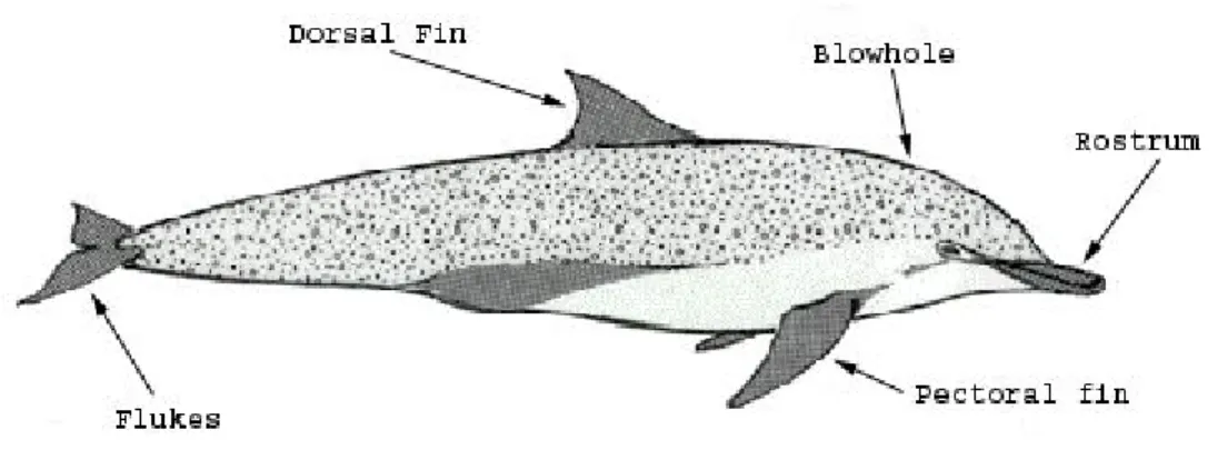 Gambar 2. Morfologi mammalia laut ordo cetacea          (Edwards, 1993)
