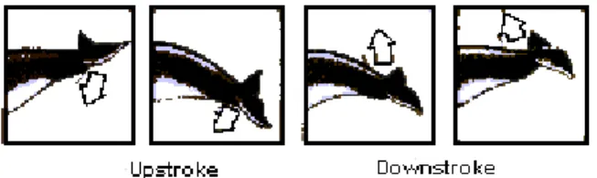 Gambar 3. Pergerakan ekor (fluke) cetacea                        (Edwards, 1993) 