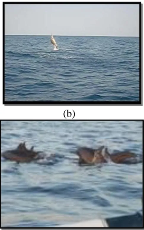 Gambar 6. Gerakan lumba-lumba yang sering dilakukan   di Perairan Pantai Lovina 