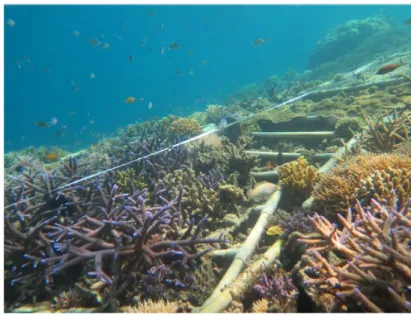 Gambar 4. Lokasi Transplantasi Karang rak-rak kecil di Selatan Pramuka  Lokasi transplantasi pada Selatan Pramuka sudah ditumbui berbagai jenis karang  diantaranya  adalah:  Karang  digitet,  karang  tabulet,  karang  massive,  karang  submassibe dan juga 