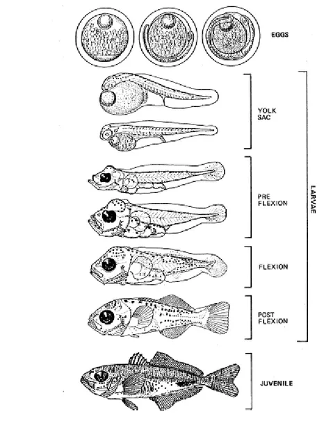 Gambar fase perkembangan hidup ikan dapat dilihat pada gambar berikut : 