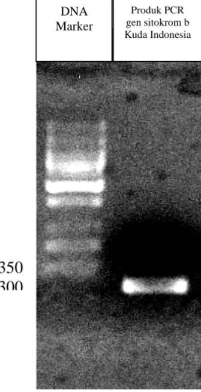 Gambar 7 Hasil elektroforesis gen sitokrom b pada kuda Indonesia 