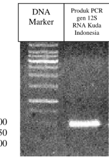 Gambar 11 Hasil elektroforesis gen 12S RNA pada kuda Indonesia 