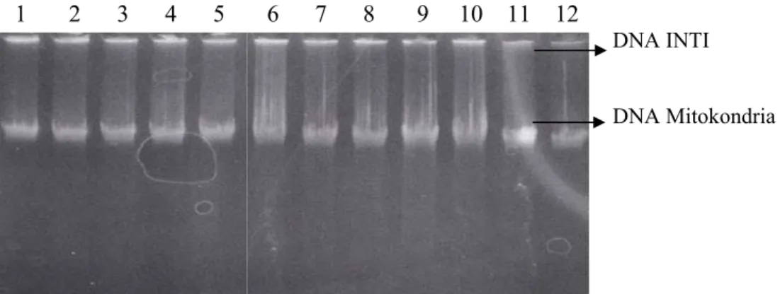 Gambar 2.   Contoh visualisasi  DNA  total   kuda  lokal  Indonesia hasil ekstraksi   yang telah dielektroforesis pada gel agarose 1%
