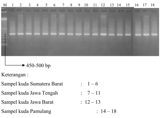 Gambar 3  Hasil amplifikasi fragmen 12SrRNA dengan teknik PCR 