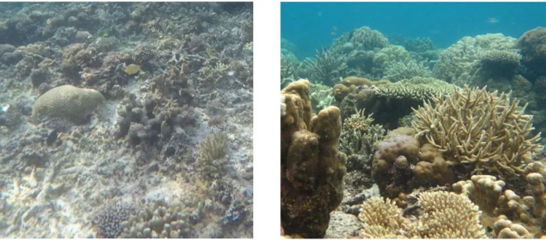 Gambar 6.  Hasil pengamatan kondisi terumbu karang pada stasiun terumbu karang  buruk (kiri) dan terumbu karang baik (kanan) 