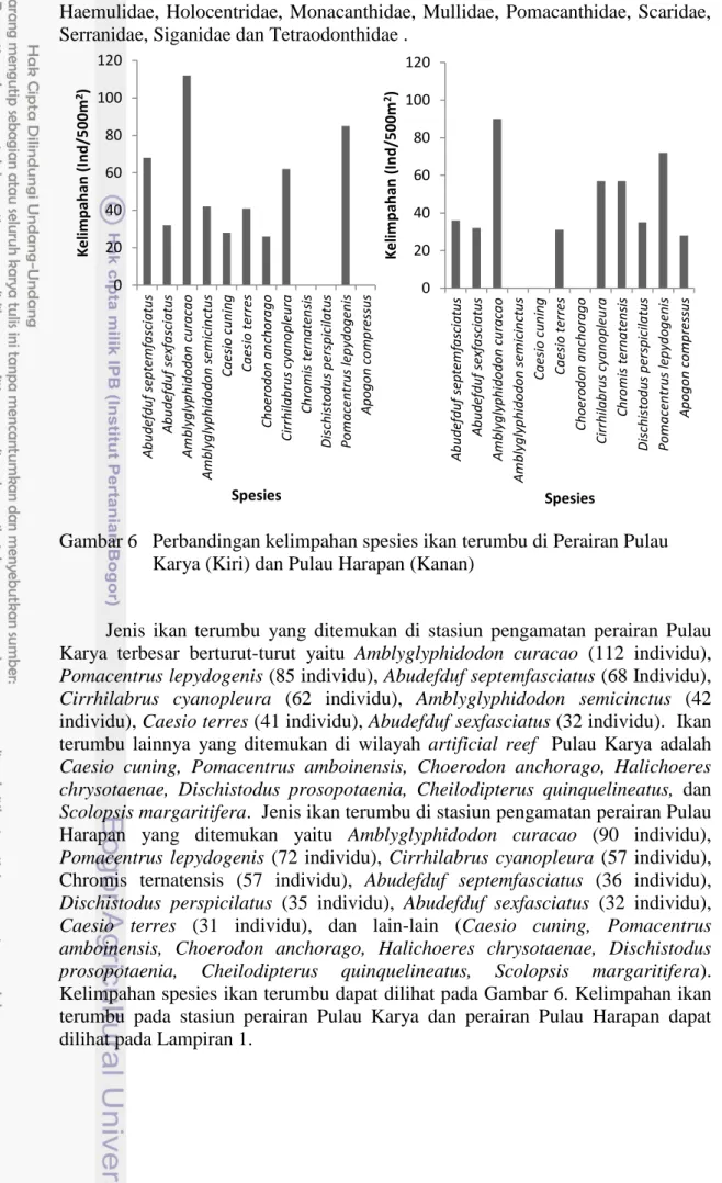 Gambar 6   Perbandingan kelimpahan spesies ikan terumbu di Perairan Pulau  Karya (Kiri) dan Pulau Harapan (Kanan) 