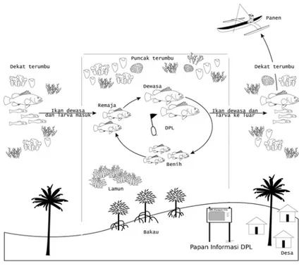Gambar 4. DPL sebagai terumbu karang sumber dan penampung                                     (Tulungen et al