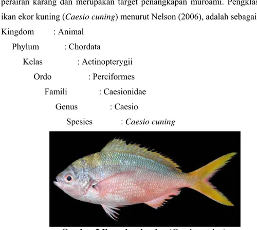 Gambar 2 Ikan ekor kuning (Caesio cuning). 