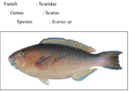 Gambar 4 Ikan kakaktua (Scarus sp). 