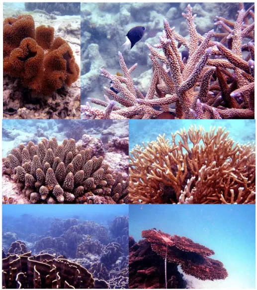 Gambar 3   Kondisi ekosistem terumbu karang yang umumnya di dominasi oleh karang  biru (blue coral), karang api (fire coral), dan karang bercabang (branching  coral) di Pulau Enggano (Foto: Hawis Madduppa) 