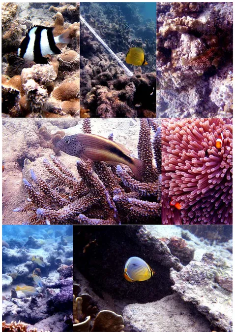 Gambar 4   Kondisi sumberdaya ikan di daerah terumbu karang di Pulau Enggano (Foto: 