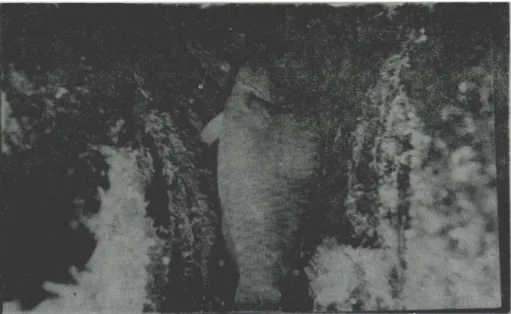 Gambar 5b.   Malam hari ikan kakatua (Scams blochi) nampak sedang  berlindung dan tidur di rakitan ban.