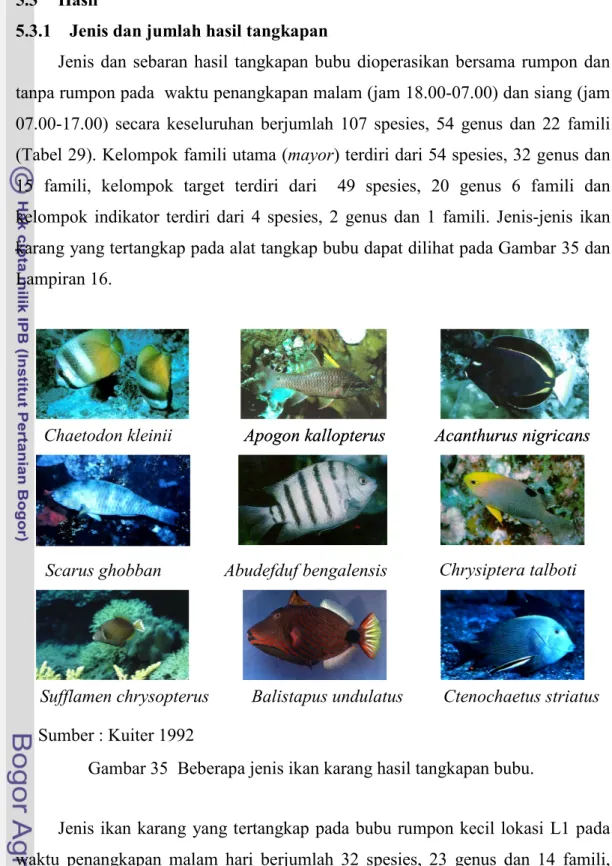 Gambar 35  Beberapa jenis ikan karang hasil tangkapan bubu. 