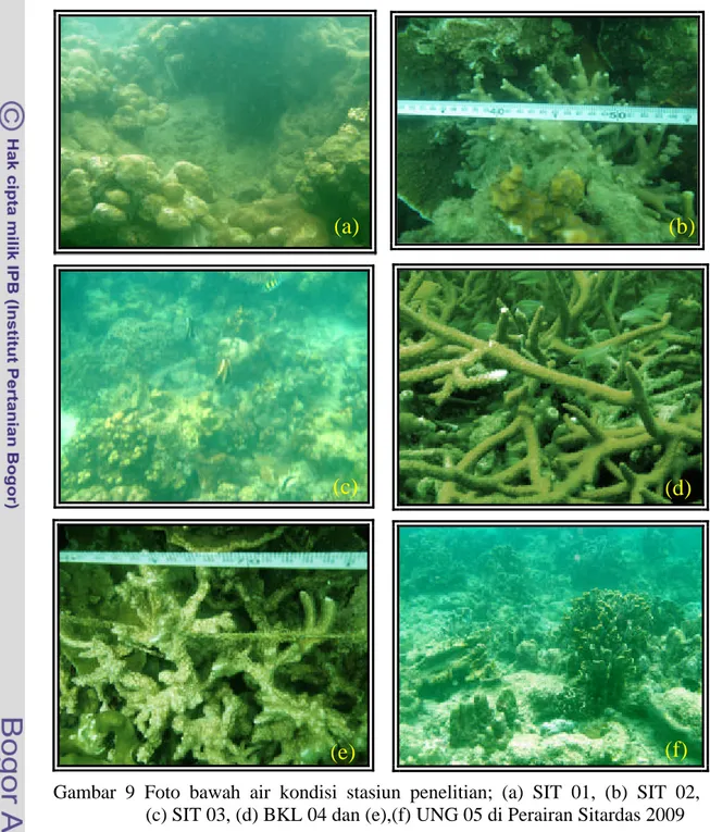 Gambar  9  Foto  bawah air kondisi  stasiun penelitian; (a)  SIT  01,  (b)  SIT 02,         (c) SIT 03, (d) BKL 04 dan (e),(f) UNG 05 di Perairan Sitardas 2009    