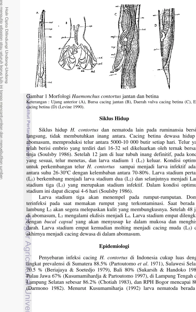 Gambar 1 Morfologi Haemonchus contortus jantan dan betina
