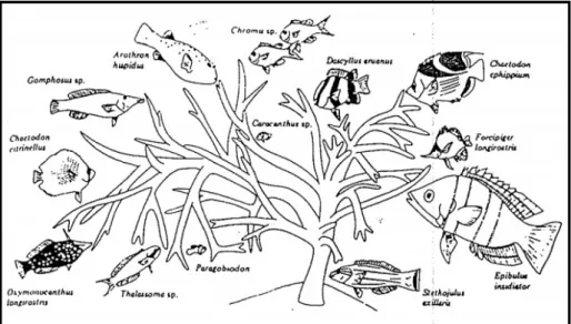Gambar 2. Interaksi Ikan Karang dengan Koloni Karang Tipe Bercabang (Nybakken, 1992)