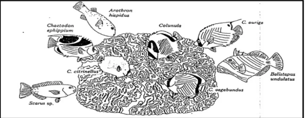 Gambar 4. Ikan karang yang memangsa koloni karang (Nybakken, 1992)