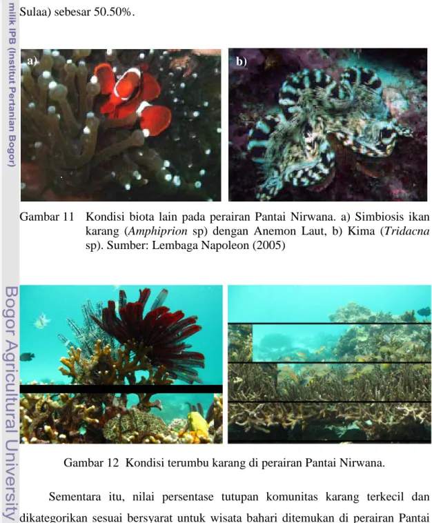 Gambar 11   Kondisi biota lain pada perairan Pantai Nirwana. a)  Simbiosis ikan  karang (Amphiprion  sp) dengan Anemon Laut, b)  Kima (Tridacna  sp)