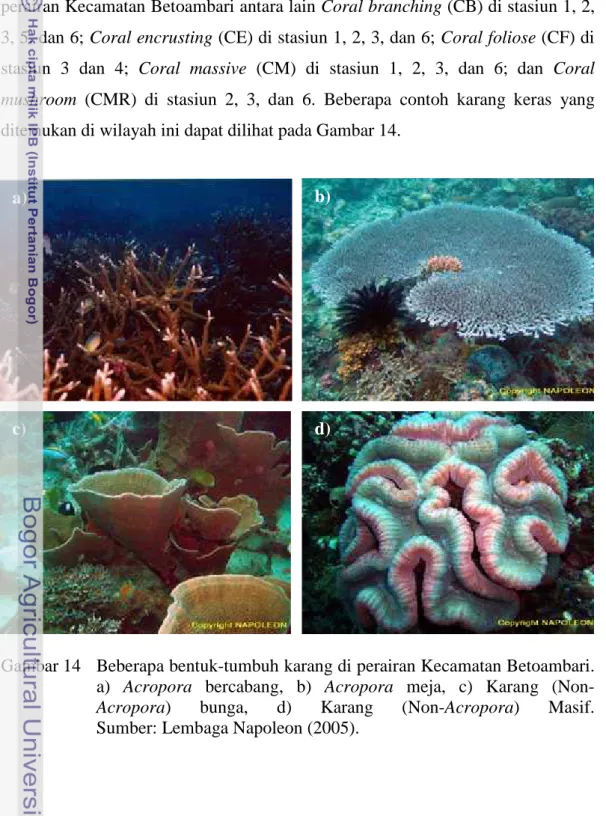 Gambar 14   Beberapa bentuk-tumbuh karang di perairan Kecamatan Betoambari. 