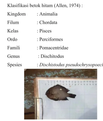 Gambar 11 Ikan betok hitam (Dischistodua pseudochrysopoecilus) 