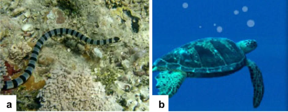 Gambar  11. Reptilia laut: (a) ular laut; dan (b) penyu sisik Eretmochelys  imbricata