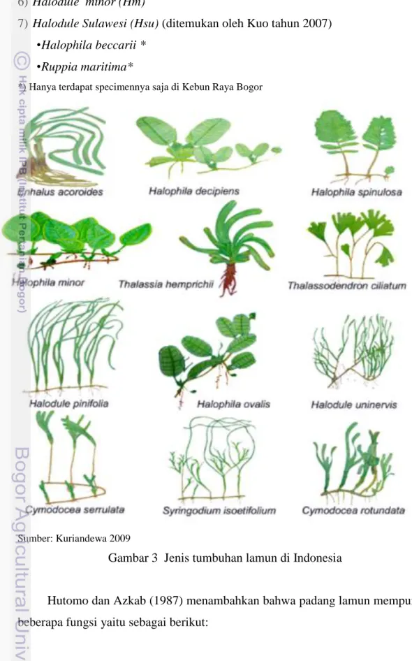 Gambar 3  Jenis tumbuhan lamun di Indonesia 