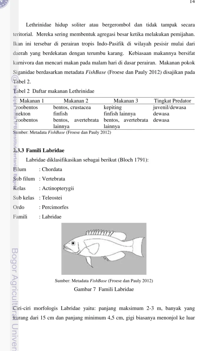 Tabel 2  Daftar makanan Lethrinidae 