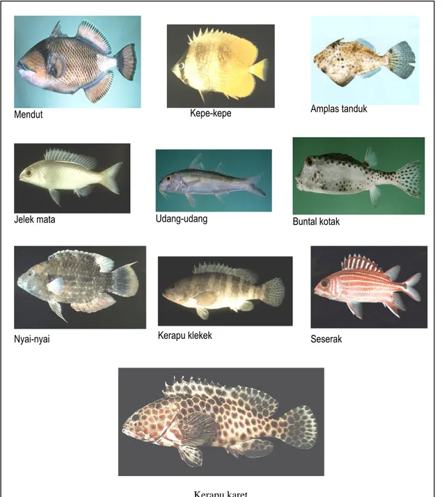Gambar 5.  Beberapa ikan yang tertangkap bubu saat penelitian     