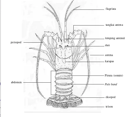 Gambar 1  Morfologi spiny lobster (Panulirus spp.). 
