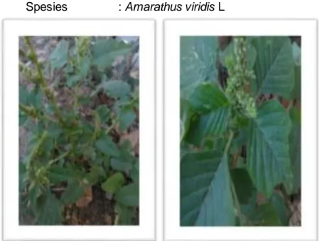 Gambar  2. Amarathus  viridis  L  (Dokumentasi  Pribadi,  2018)