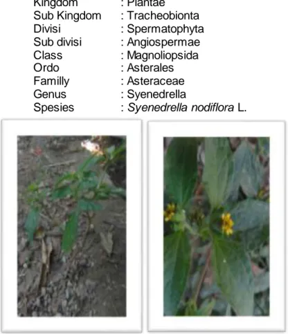 Gambar  6 Syenedrella  nodiflora  L