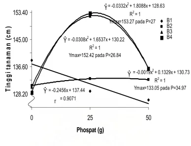 Gambar 1. Pengaruh pupuk phospat terhadap tinggi tanaman umur 8 MSPT pada 