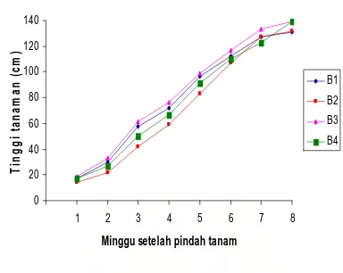 Gambar 3. Perkembangan tinggi tanaman umur 1 sampai 8 MSPT pada   berbagai 