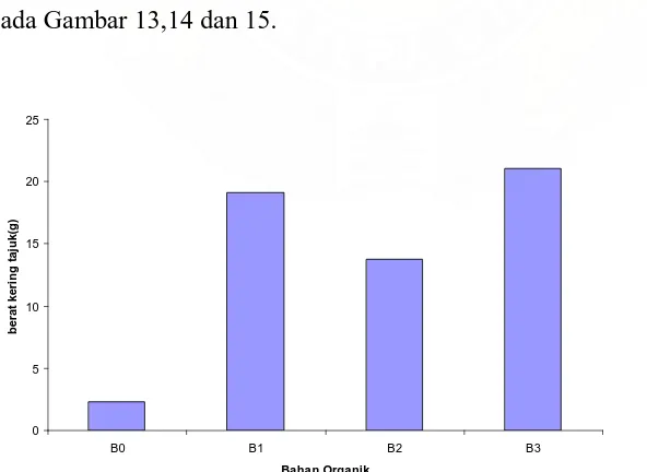 Gambar 13. Perbedaan Berat Kering Tajuk Akibat Pemberian Bahan Organik   