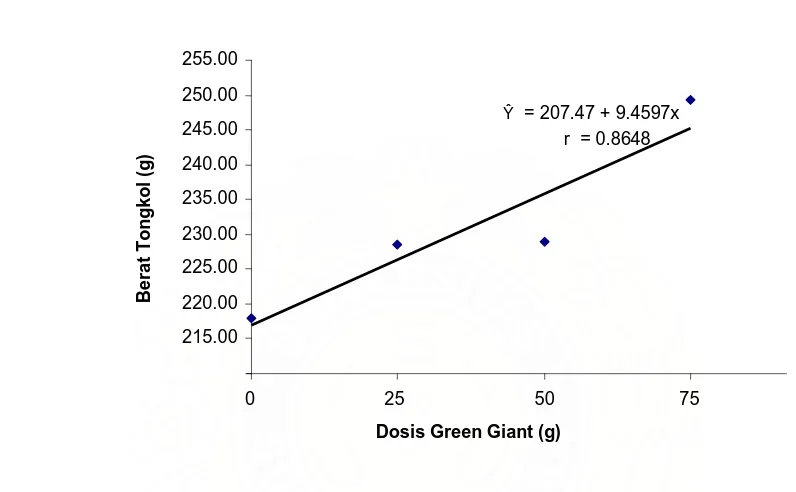 Gambar 4. Hubungan antara berat tongkol (g) dengan perlakuan dosis Green Giant. 
