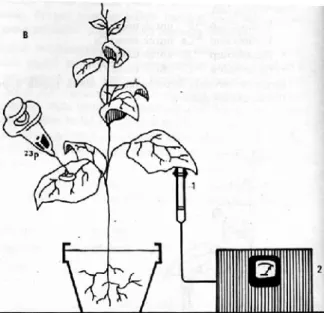 Gambar 6.2 teknik perunut dapat menunjukan unsur pospor (atau  32 P)  dapat diserap oleh tanaman melalui akar.