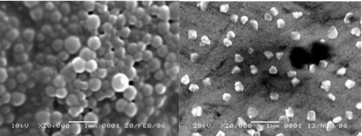 Gambar 1.   Partikel HSA-nanosfer dalam media air sebelum (a) dan sesudah (b) disaring,          dilihat dengan alat Scanning Electron Microscope-SEM (JEOL) [2]