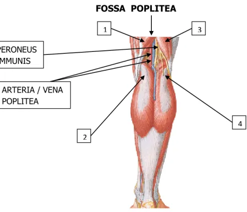 Gambar  : fossa poplitea dan otot2 yang membatasi. 