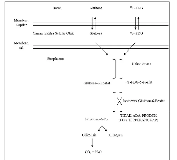 Gambar 1. Metabolisme glukosa dan FDG di dalam sel otak (9) 
