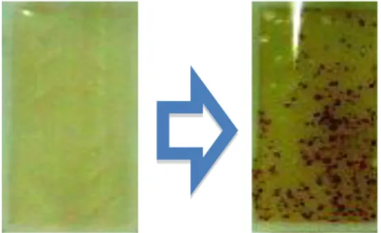 Figure 1.b. Growth of Aerobe Bacteria. Left :  blank. Right : The growth in 24 hours  incubation 