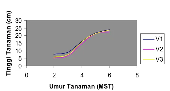 Tabel 3. Rataan jumlah cabang primer (cabang) dalam hubungannya dengan perlakuan pemberian sludge  kelapa sawit dan varietas  