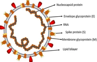 Gambar 2. Struktur virus Korona (Shereen et al., 2020) 