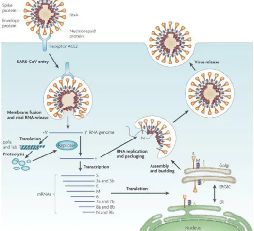 Gambar 4. Siklus hidup virus Korona setelah masuk sel inang (Du et al., 2009)  Secara umum, virus 