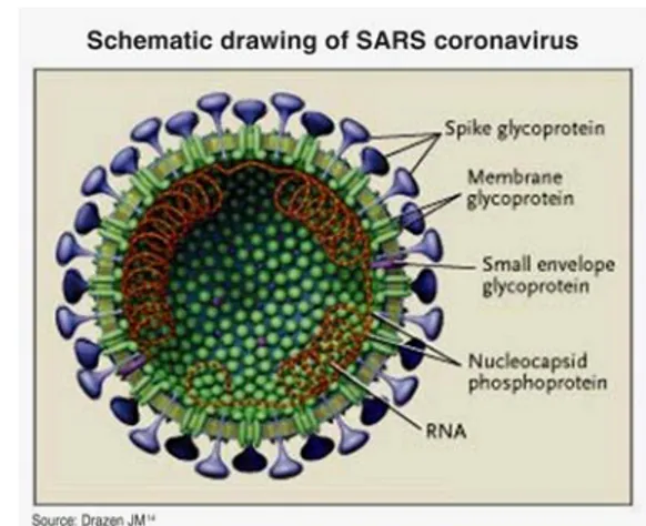 Gambar dari replikasi Coronavirus 