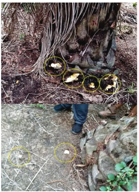 Gambar 3. Kondisi tanaman di blok pengamatanmenunjukkan akar mengalami pembusukan. 